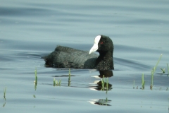 Andean_Coot