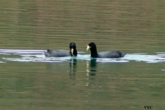 Andean_Coot1