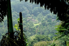 AmazoniaLodgeForest