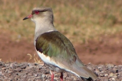 Andean-Lapwing12
