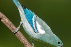Blue-gray-Tanager