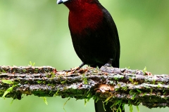 Silver-beaked-Tanager-2