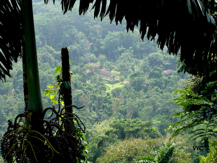 AmazoniaLodgeForest