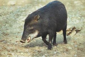 Mammals and reptiles
