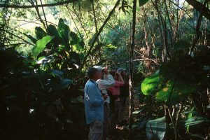 Amazonia birding