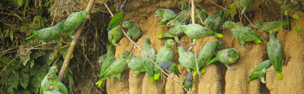 PARROTS AND PARAKEETS